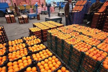 ۳۰ درصد سهمیه میوه سایر شهرهای استان مرکزی برای ساوه جذب شد